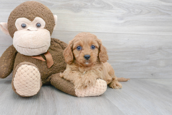 Cavapoo Puppy for Adoption