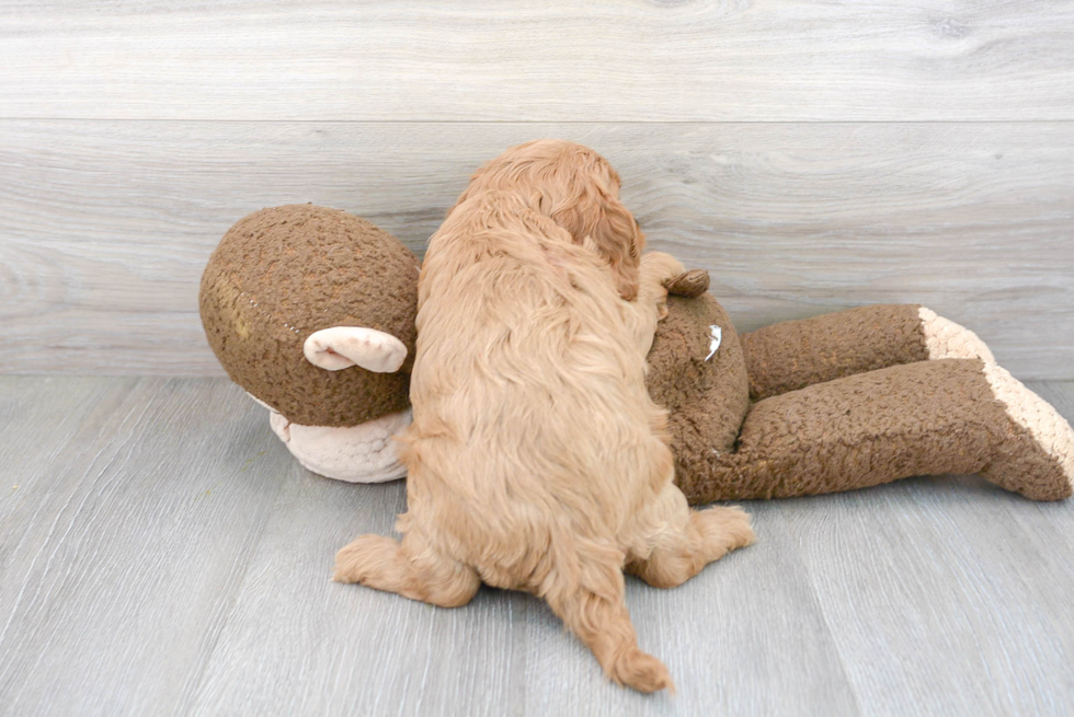 Fluffy Cavapoo Poodle Mix Pup