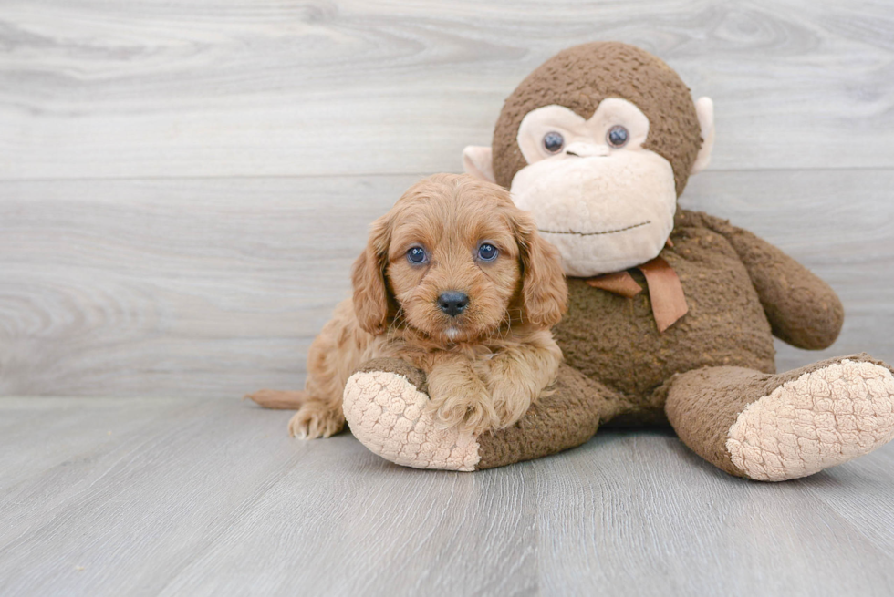 Sweet Cavapoo Baby