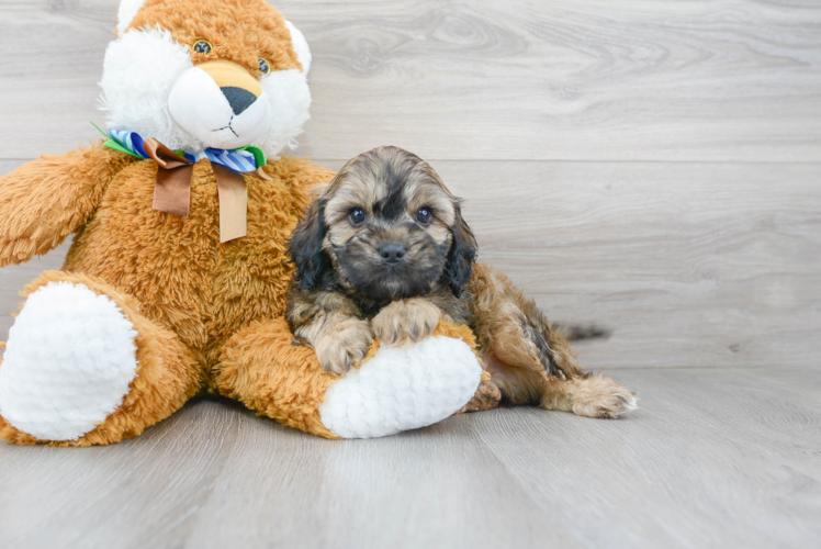 Funny Cavapoo Poodle Mix Pup