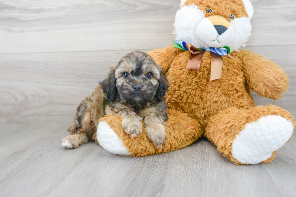 Sweet Cavapoo Baby