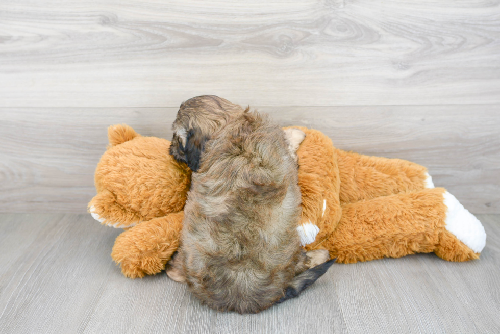 Hypoallergenic Cavoodle Poodle Mix Puppy