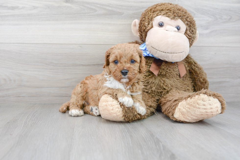 Fluffy Cavapoo Poodle Mix Pup