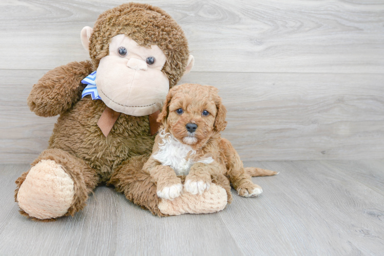 Adorable Cavoodle Poodle Mix Puppy