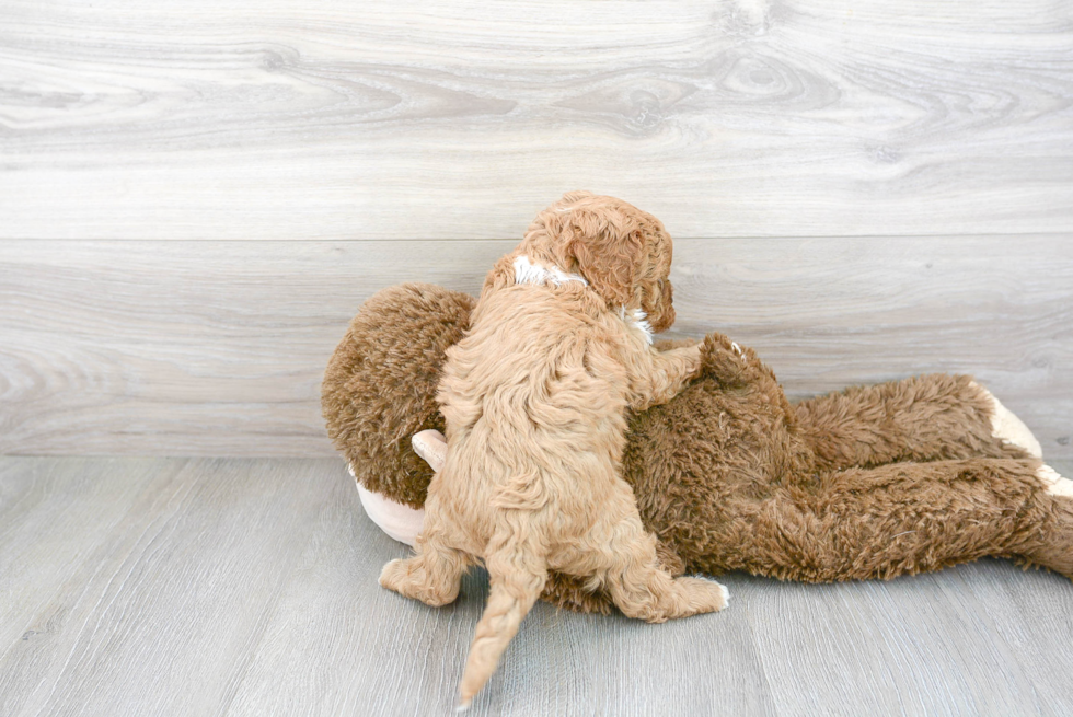 Cavapoo Puppy for Adoption