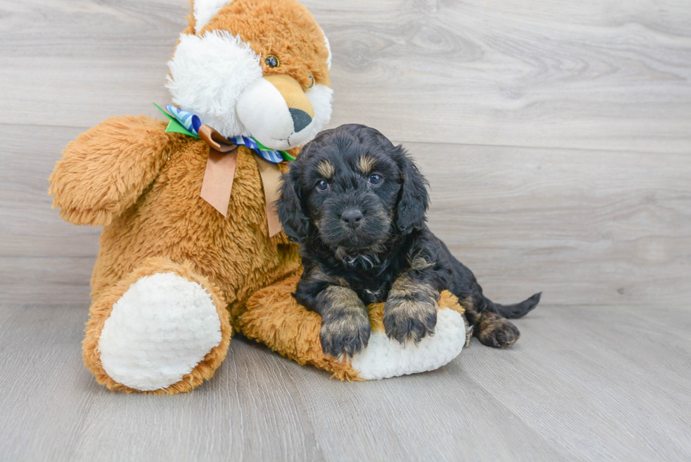 Cavapoo Puppy for Adoption