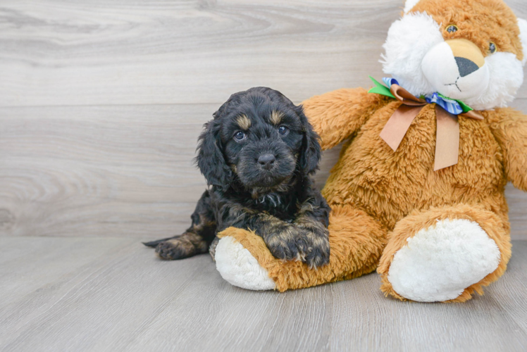 Petite Cavapoo Poodle Mix Pup