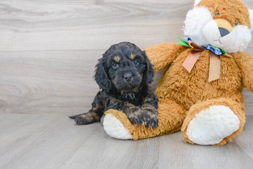 Petite Cavapoo Poodle Mix Pup