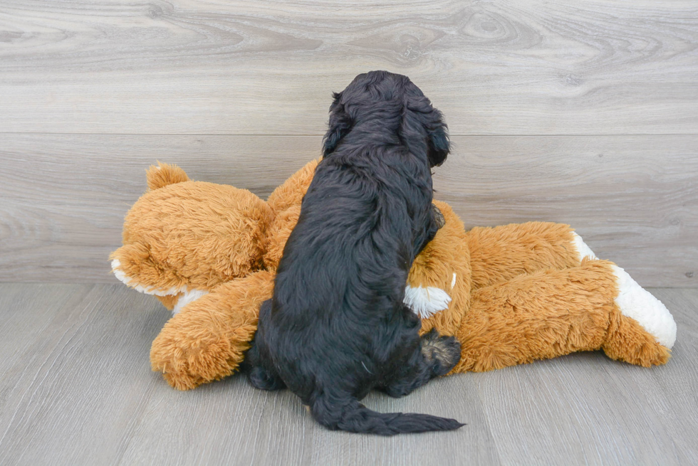 Cavapoo Puppy for Adoption