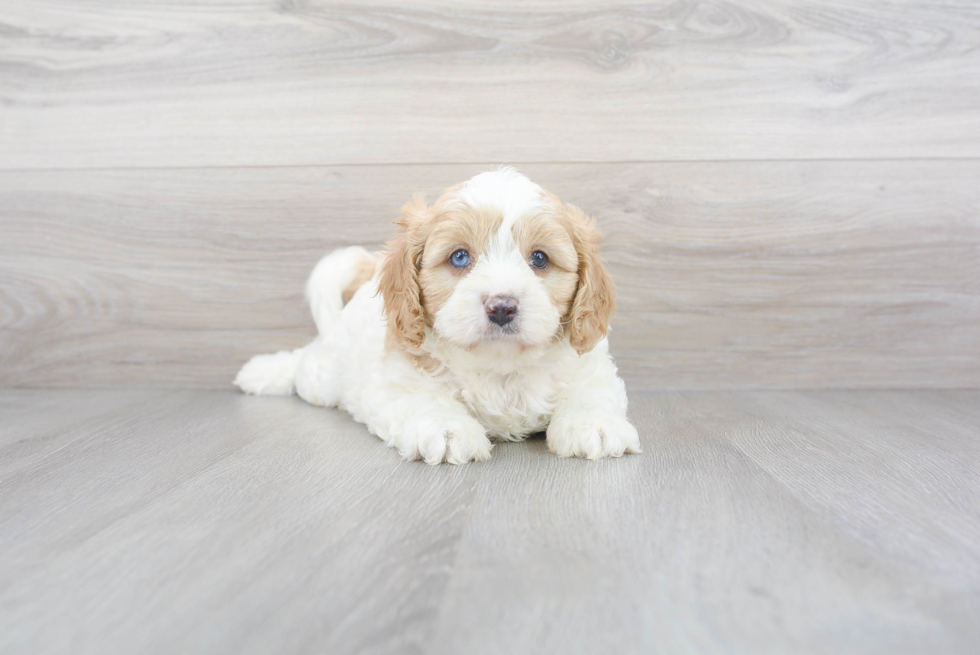 Energetic Cavoodle Poodle Mix Puppy