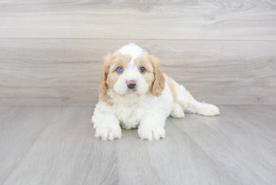 Cavapoo Puppy for Adoption