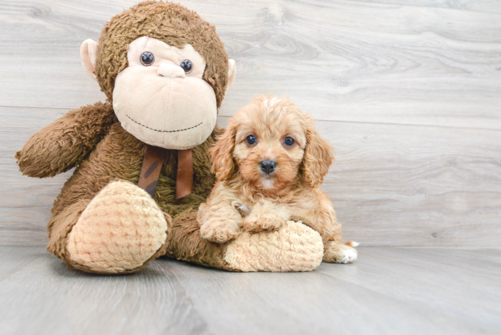 Happy Cavapoo Baby