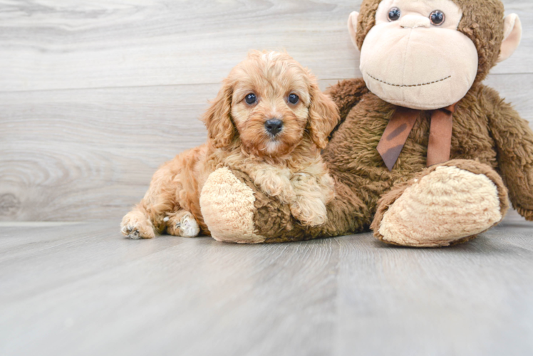 Smart Cavapoo Poodle Mix Pup