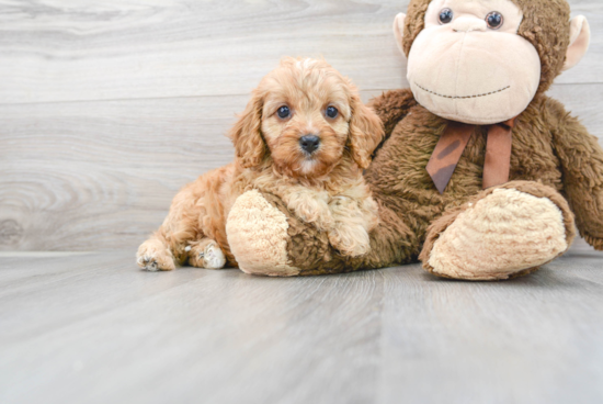 Smart Cavapoo Poodle Mix Pup