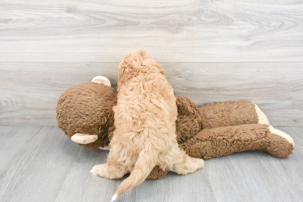 Popular Cavapoo Poodle Mix Pup