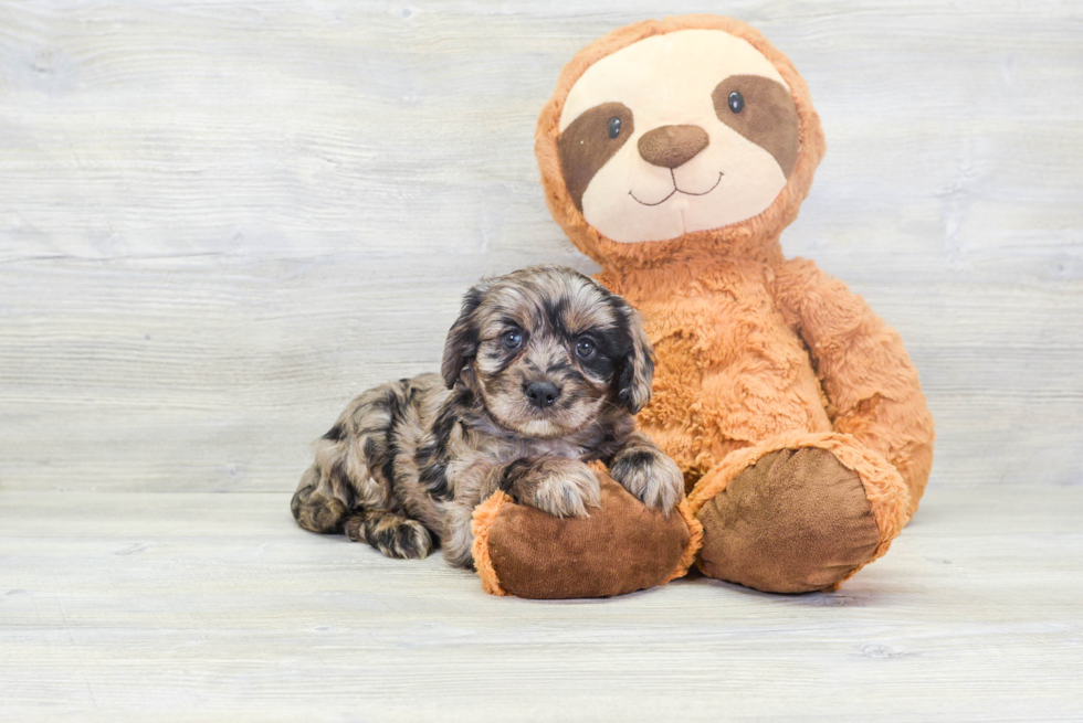 Popular Cavapoo Poodle Mix Pup