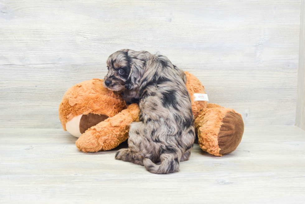 Funny Cavapoo Poodle Mix Pup