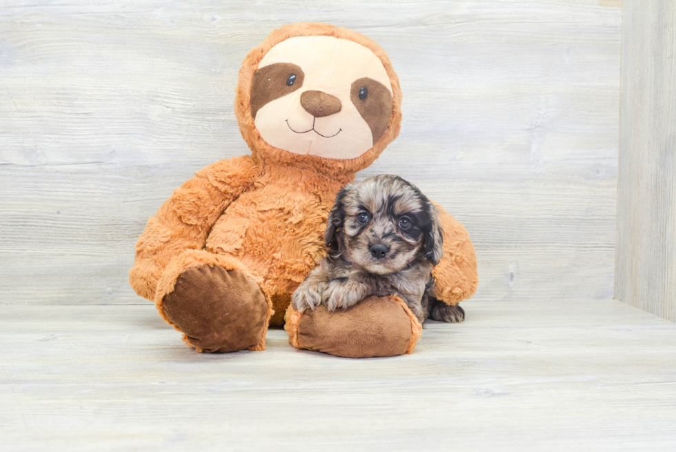 Smart Cavapoo Poodle Mix Pup