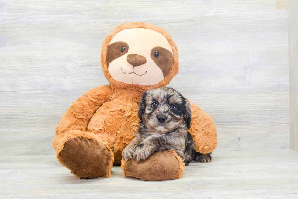 Cavapoo Pup Being Cute