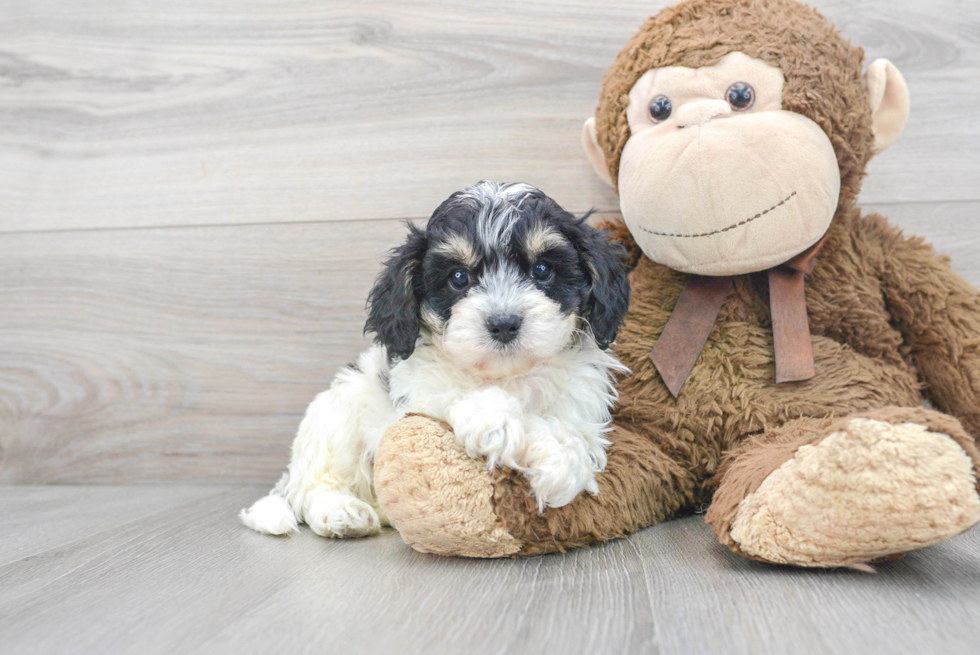 Cavapoo Pup Being Cute