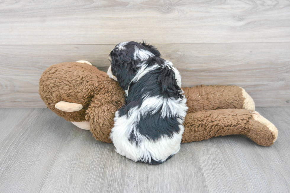 Cute Cavapoo Baby