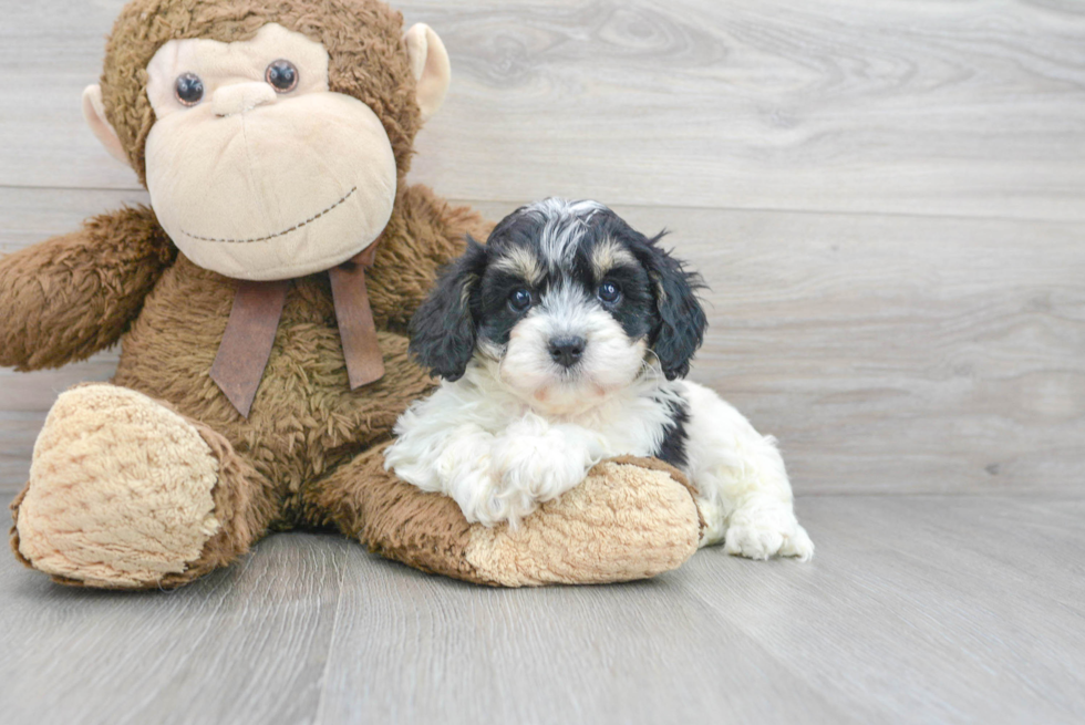 Cavapoo Puppy for Adoption