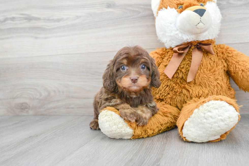 Petite Cavapoo Poodle Mix Pup