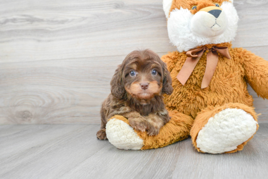 Petite Cavapoo Poodle Mix Pup