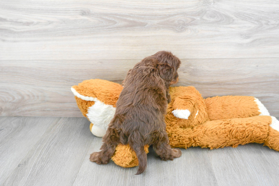 Cavapoo Pup Being Cute