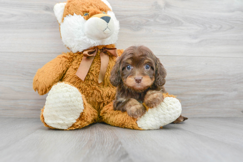 Cavapoo Pup Being Cute