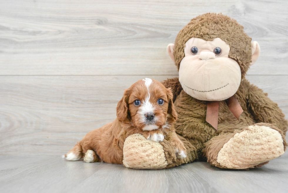 Hypoallergenic Cavoodle Poodle Mix Puppy