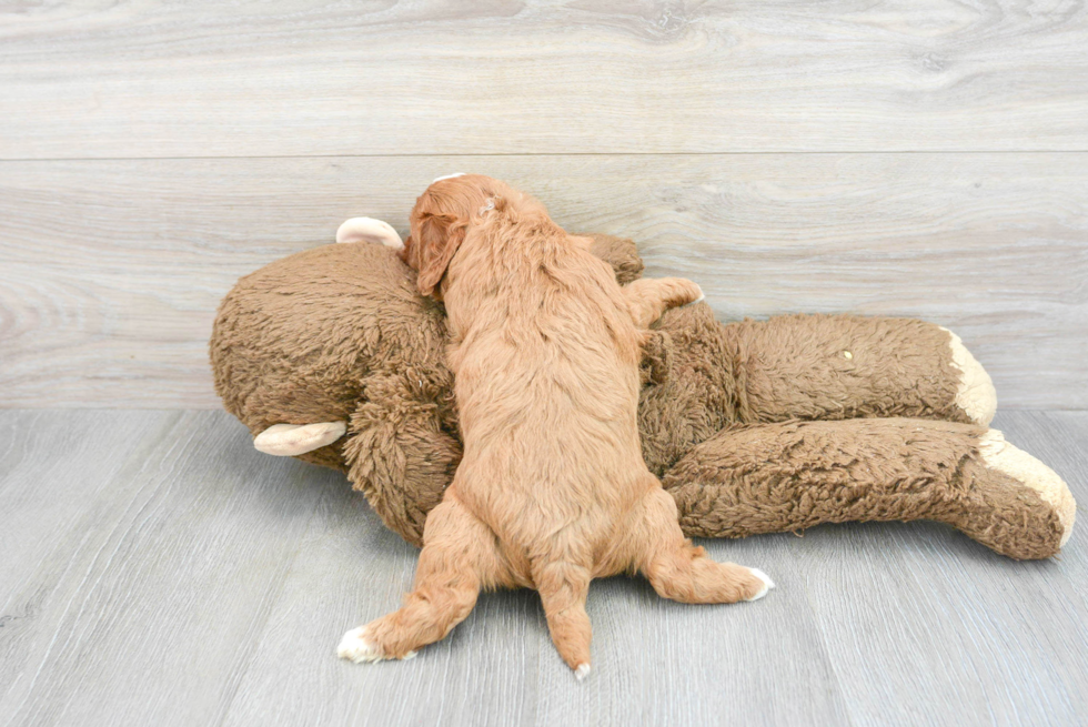 Little Cavoodle Poodle Mix Puppy