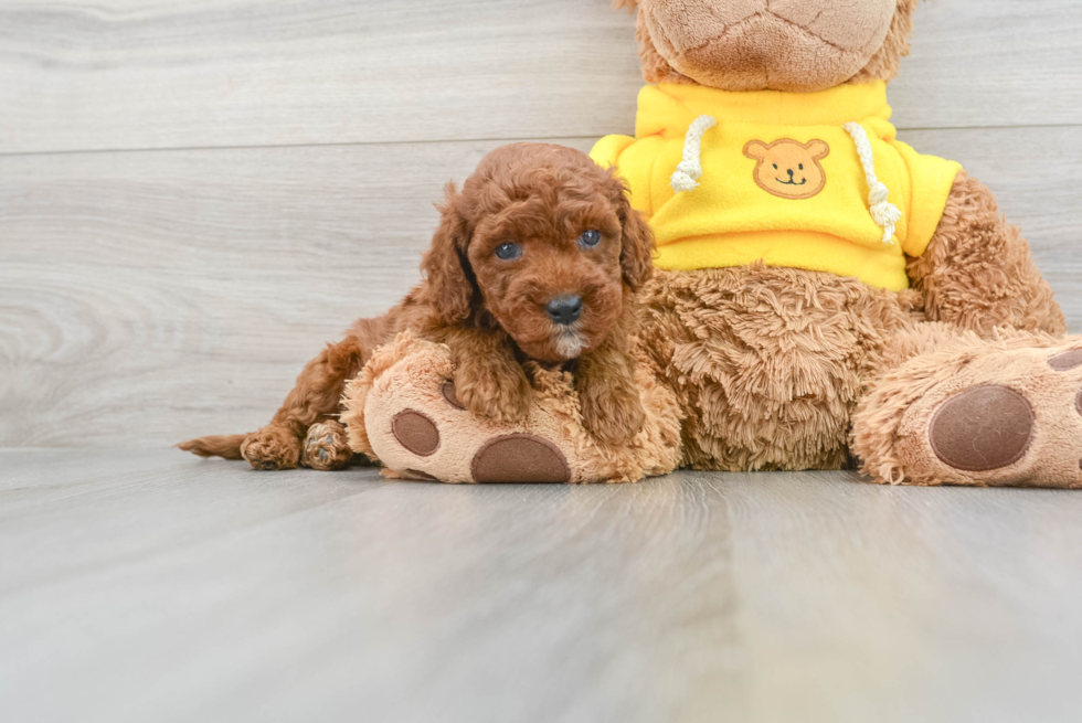 Petite Cavapoo Poodle Mix Pup