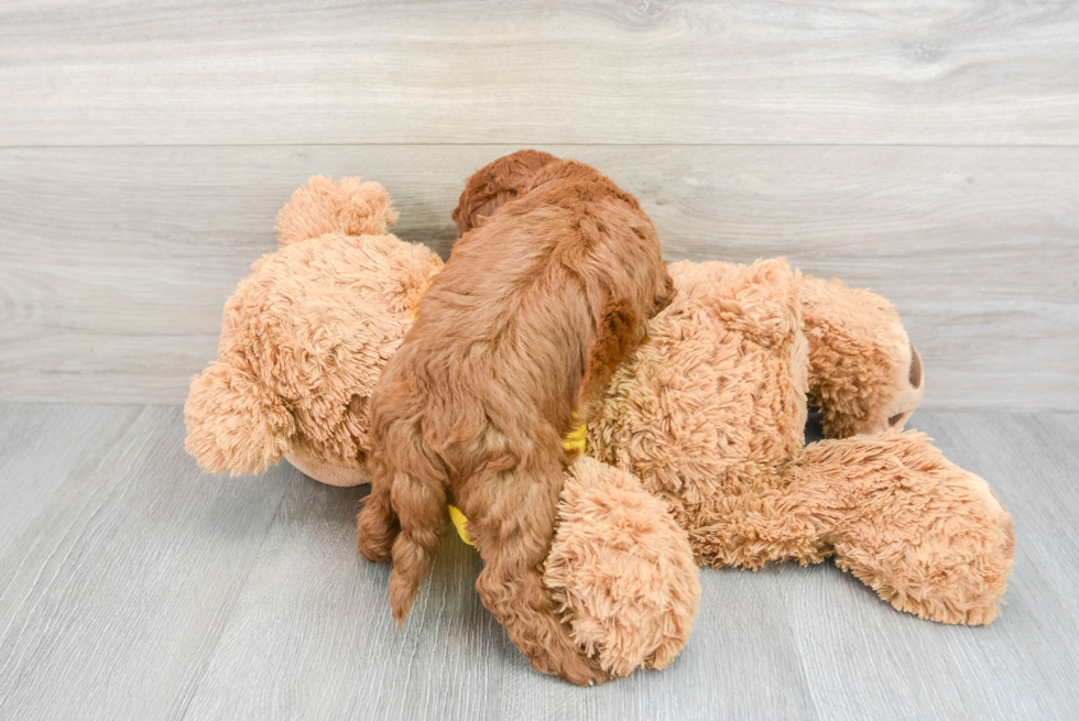 Cavapoo Pup Being Cute