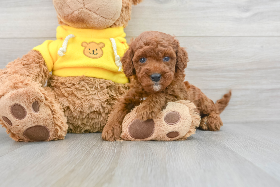 Smart Cavapoo Poodle Mix Pup