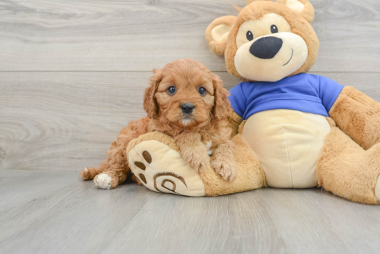 Cute Cavapoo Baby