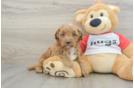 Cavapoo Pup Being Cute