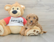 7 week old Cavapoo Puppy For Sale - Premier Pups