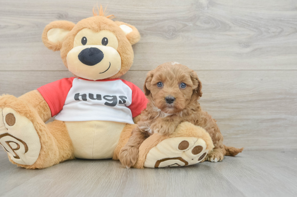 6 week old Cavapoo Puppy For Sale - Premier Pups