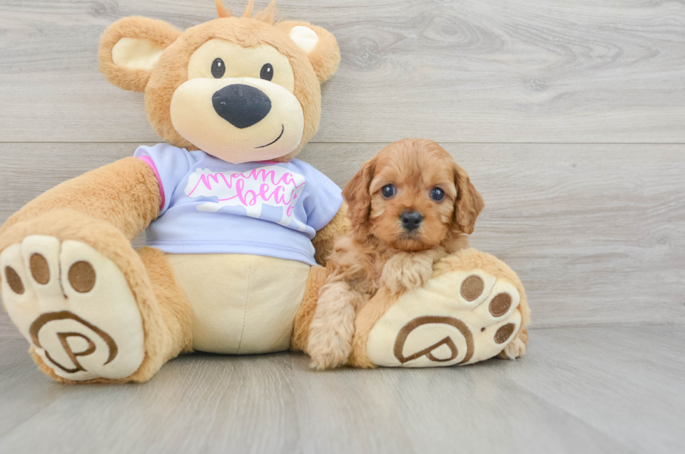 5 week old Cavapoo Puppy For Sale - Premier Pups