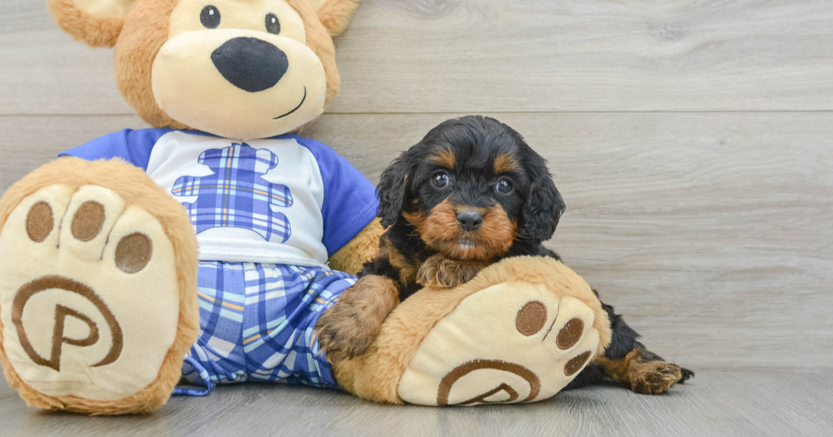 Energetic Cavapoo Nirvana: 4lb 2oz Doodle Puppy