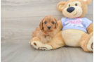 Cavapoo Puppy for Adoption