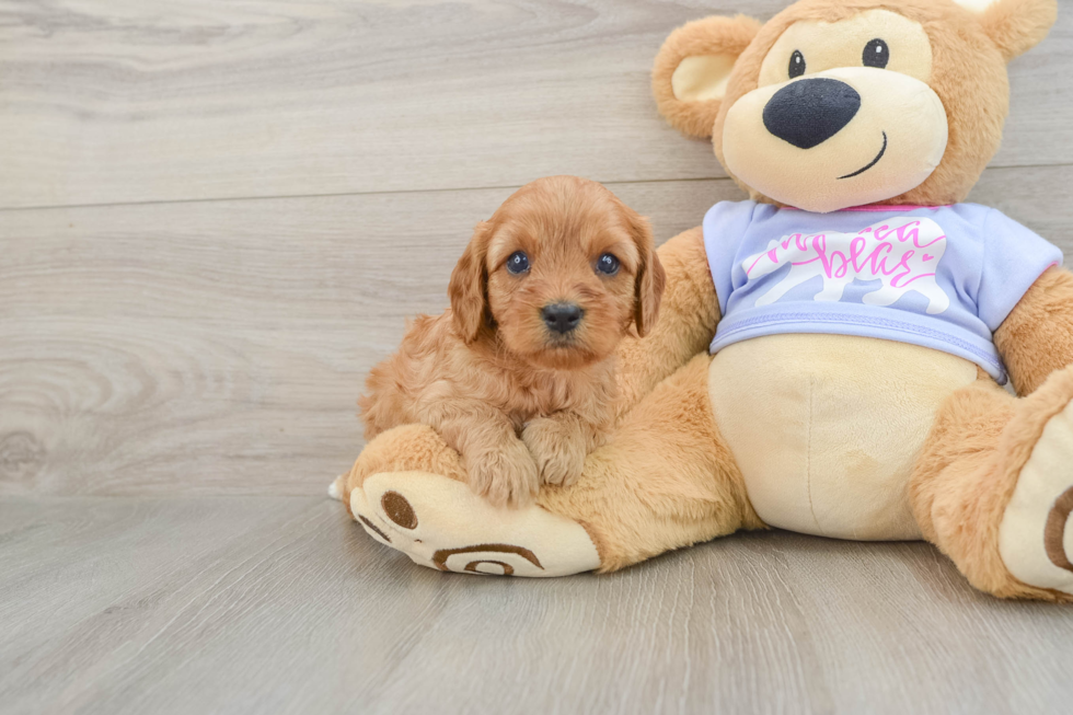 Cavapoo Puppy for Adoption