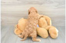 Cavapoo Puppy for Adoption