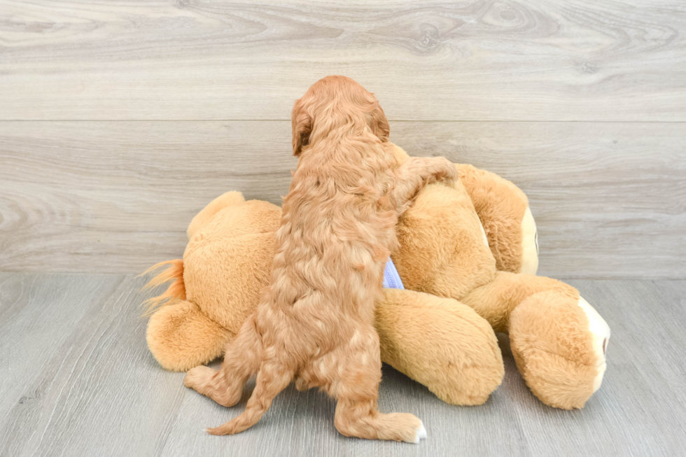 Cavapoo Puppy for Adoption