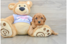 Cute Cavapoo Baby