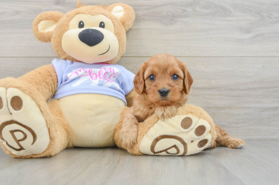 Cute Cavapoo Baby