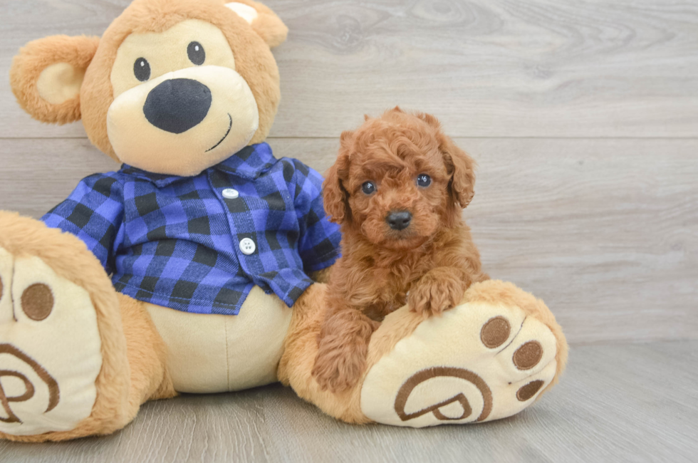 6 week old Cavapoo Puppy For Sale - Premier Pups