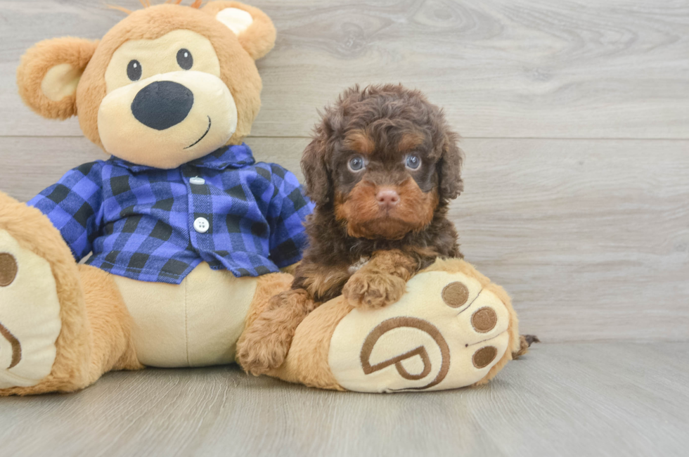 5 week old Cavapoo Puppy For Sale - Premier Pups