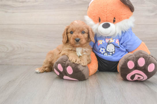 Cute Cavapoo Baby